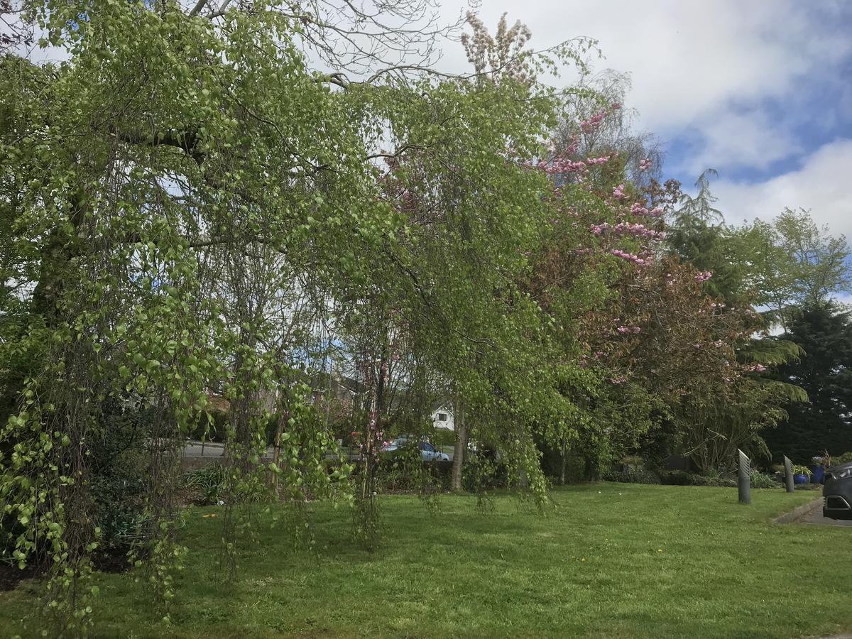 Bramble Lodge Blarney Luaran gambar